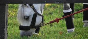 Picture of a show pony grazing while wearing a padded halter and leg bandages.