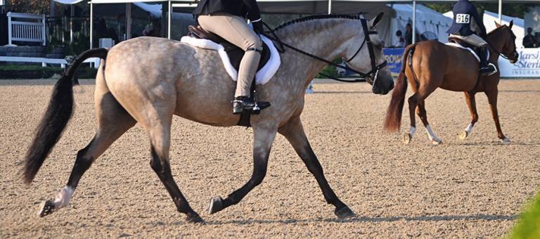 Dappled show pony trotting in the hunter ring.