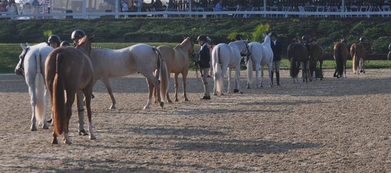 Hunter show ponies standing in a line in the show ring