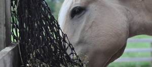 Horse eating from a slow-feed haynet