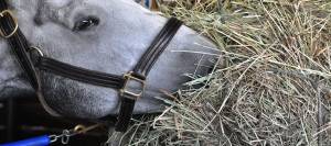 Horse eating grass hay