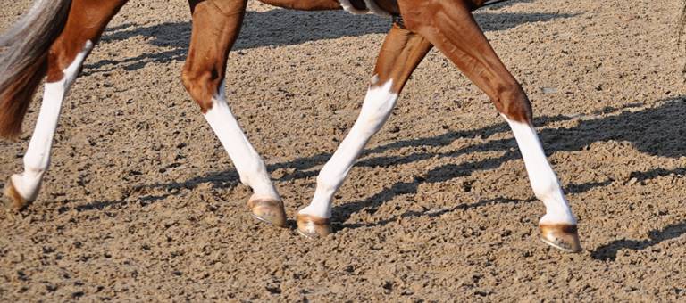 Close-up of a show pony's legs trotting in an arena