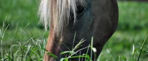 Close-up of horse gazing