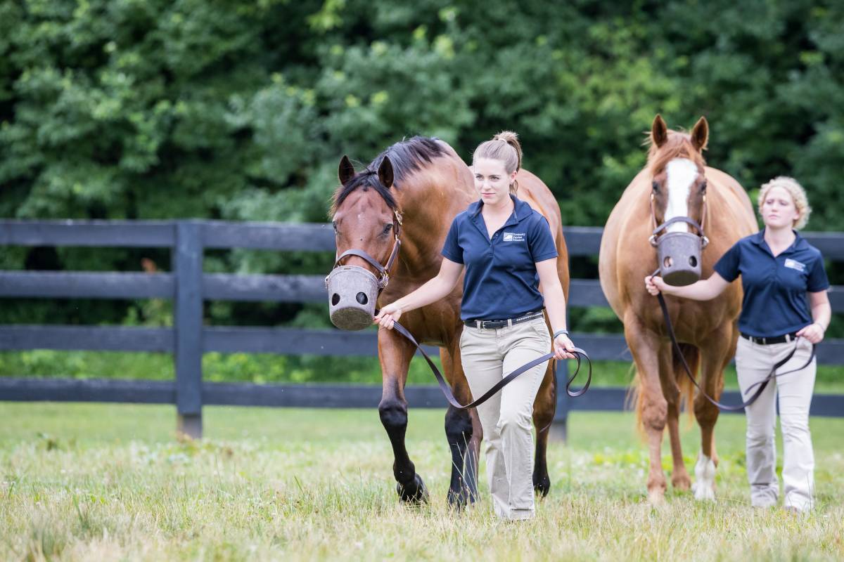 Leading KER Research Horses in from Pasture