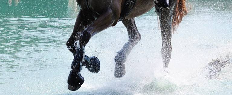 Close-up of horse's legs
