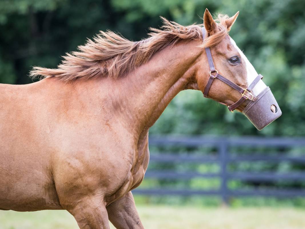 Research Horse Sheldon