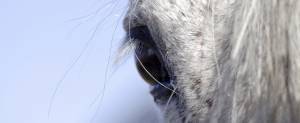 New treatment for corneal ulcers in horses